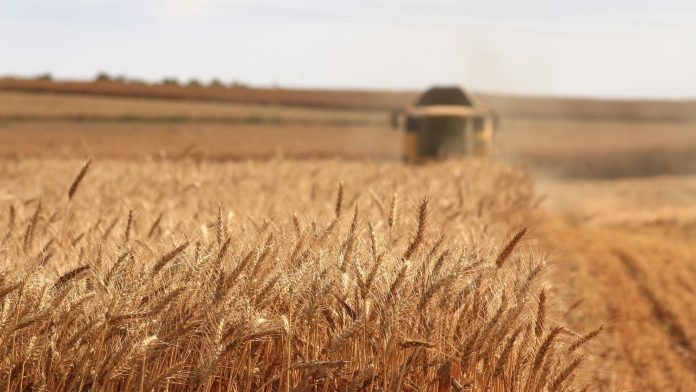 Un campo di grano